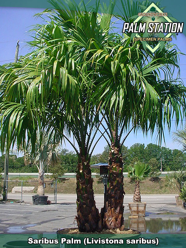 Livistona saribus Great palm!